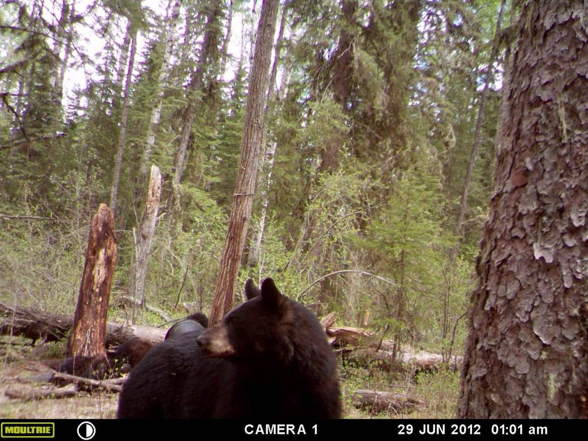 Alberta hunt moment 1