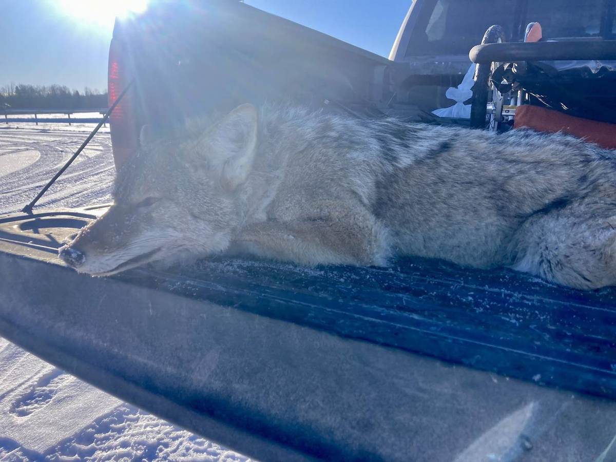 Alberta Coyote Hunts