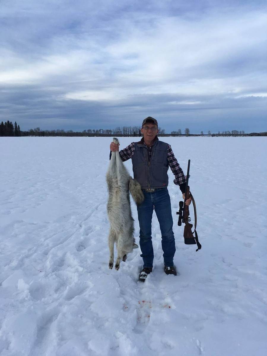 Alberta Coyote Hunts photo 6