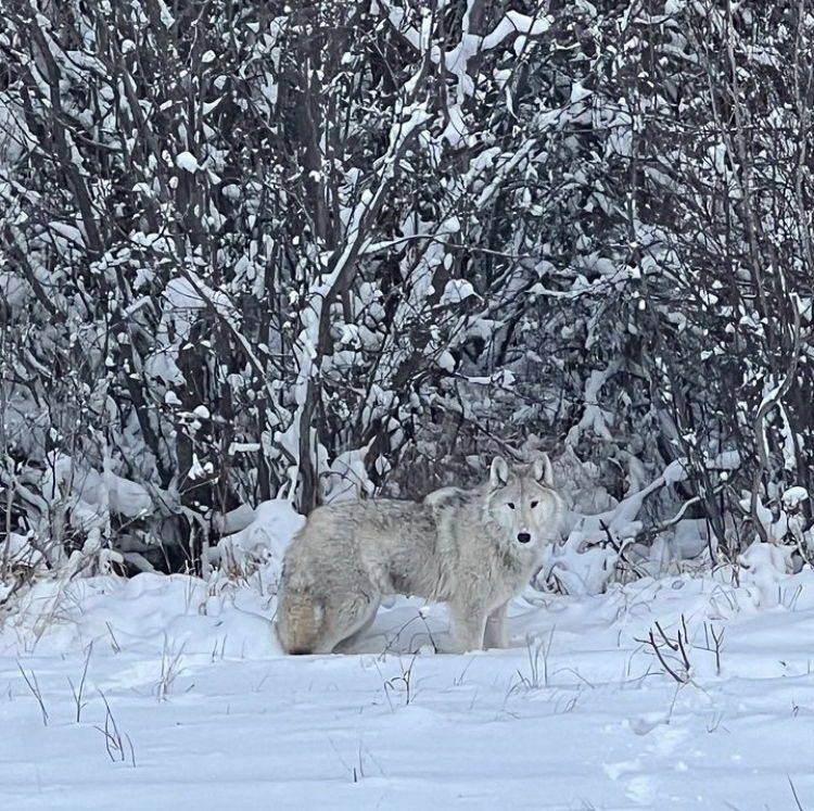 Alberta Winter Wolf Hunt