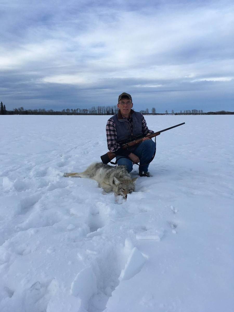Alberta Coyote Hunts photo 5